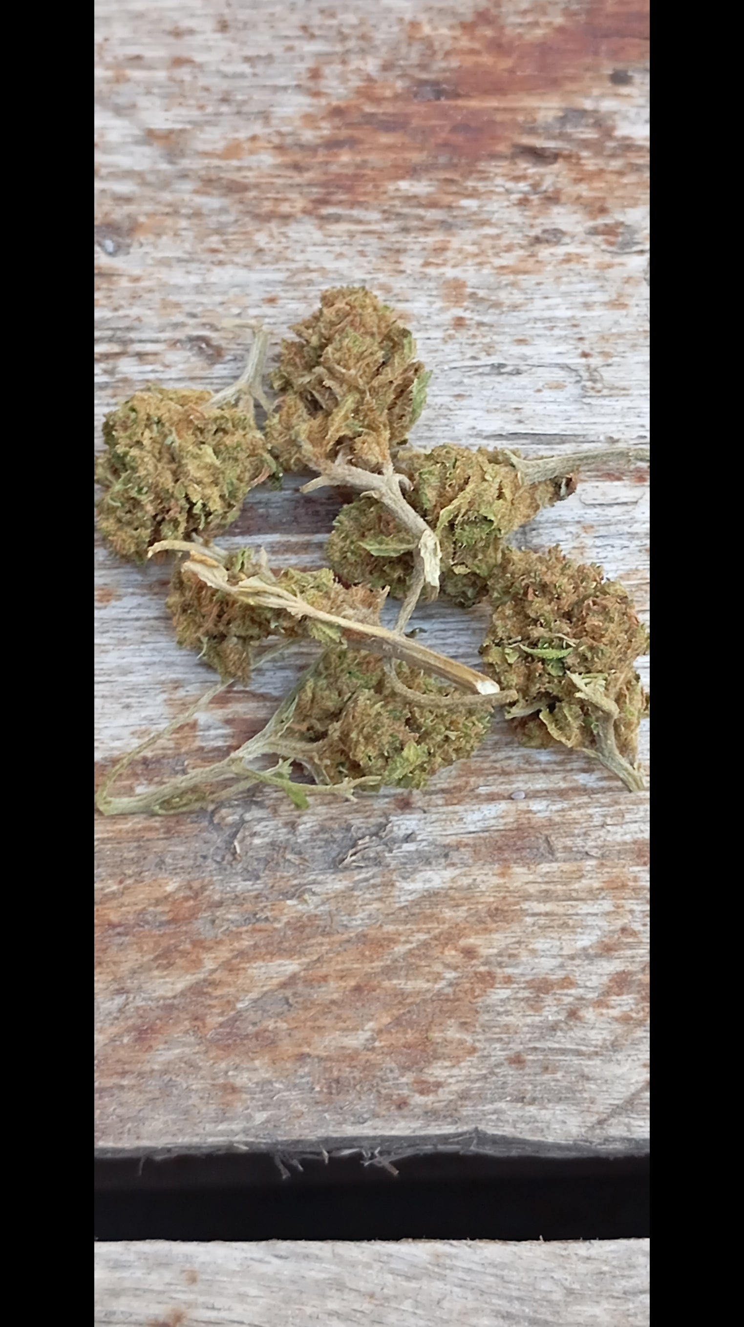 Flor CBD Minibud Premium 10g