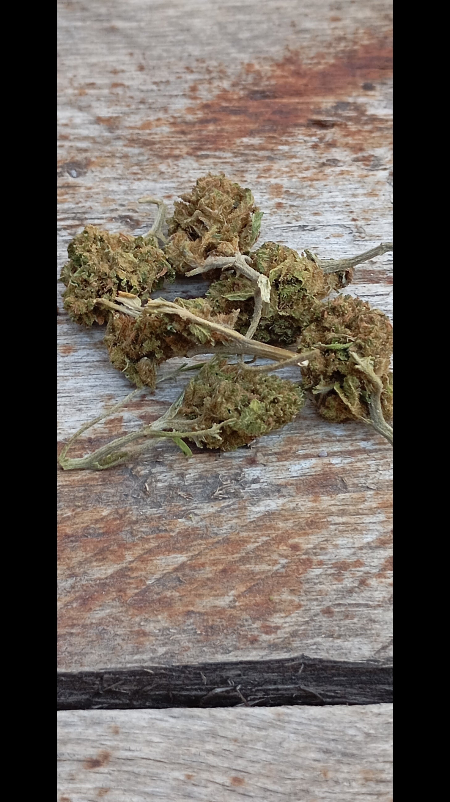 Flor CBD Minibud Premium 10g