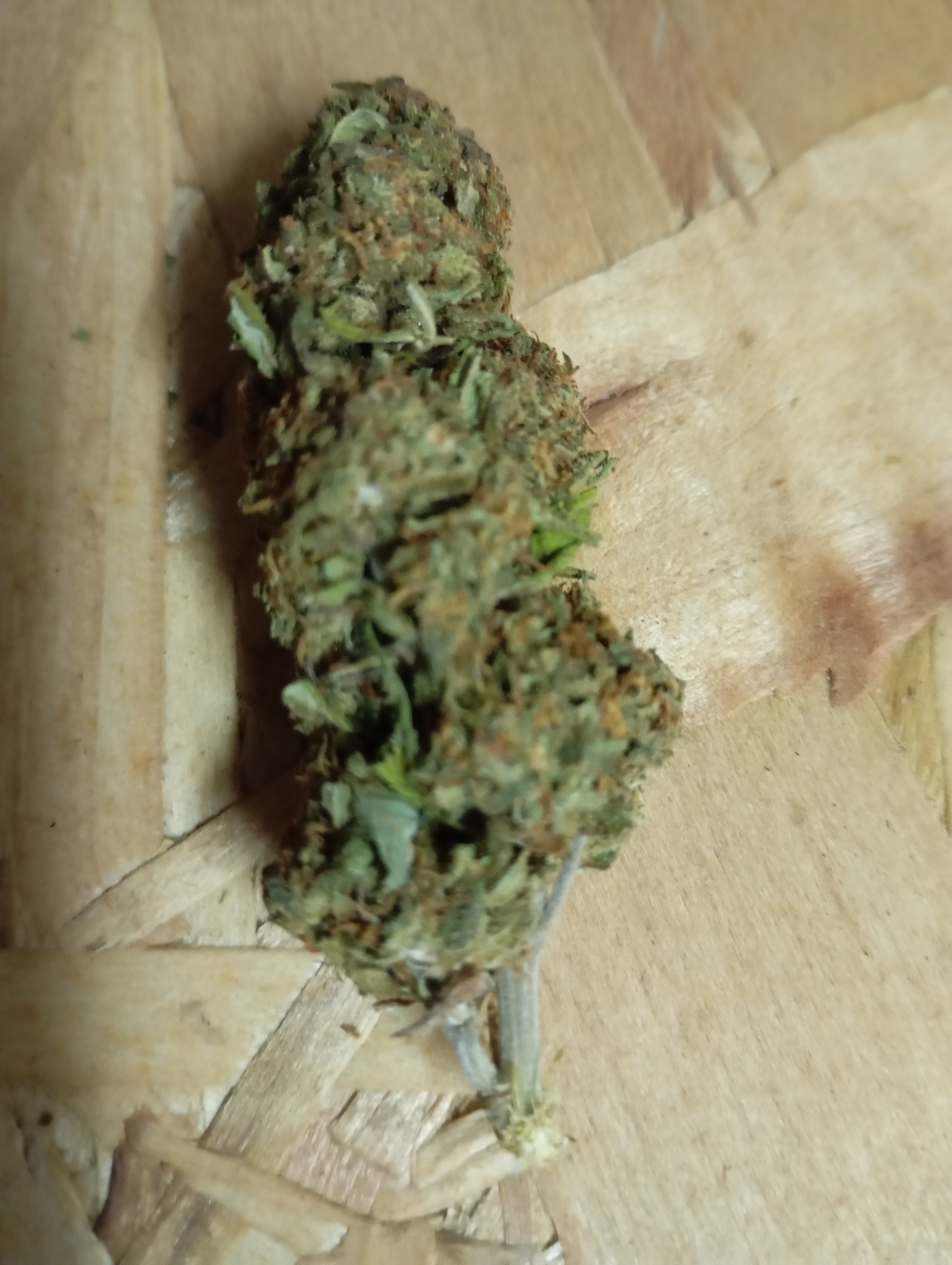 Flor de CBD - Mango (5 g)