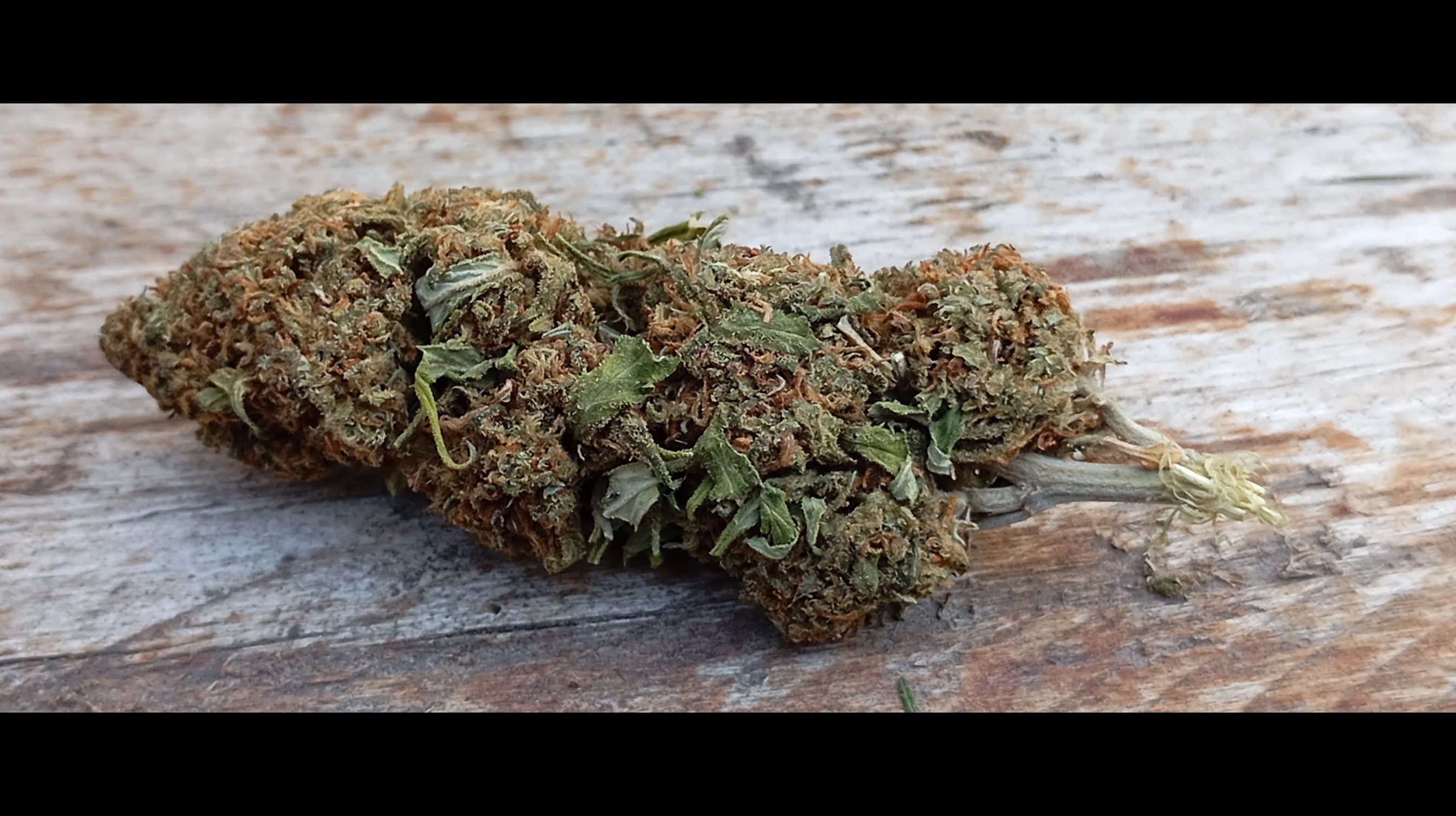 CBD Flower - Mango Shunk 1g